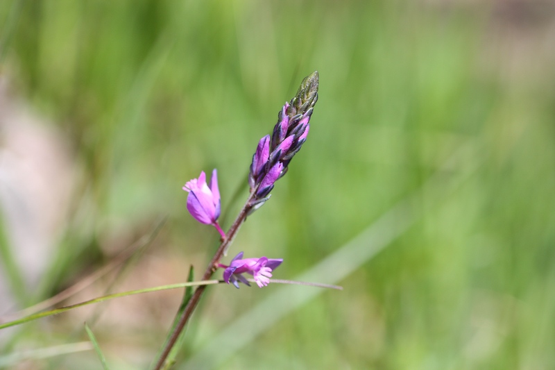Polygala sp. (Polygalaceae)